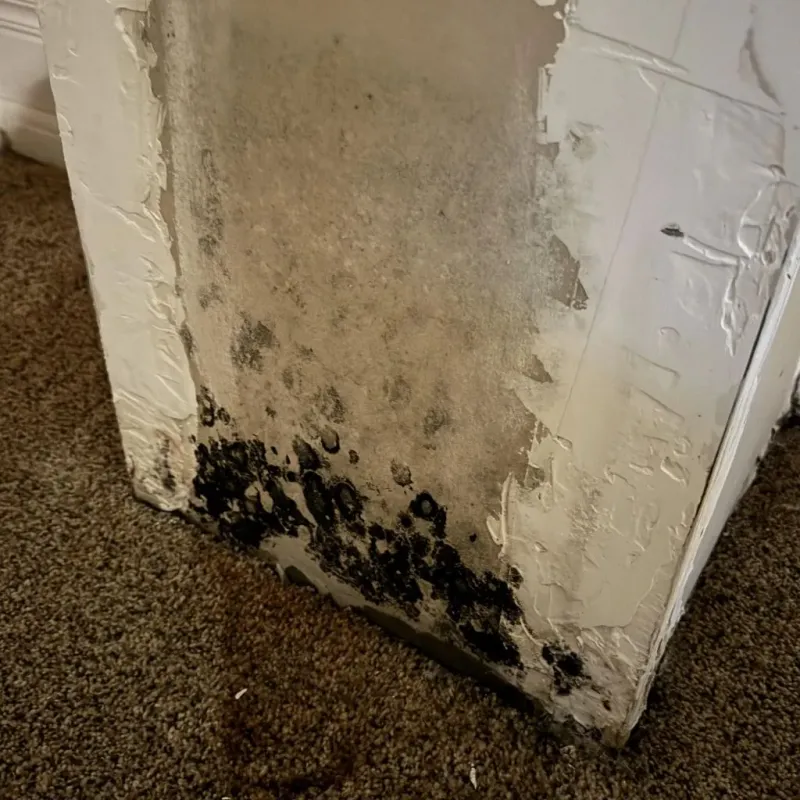 Professional Mold Removal in West Jefferson, NC